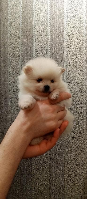 afcarka itləri: Şpitz — 5