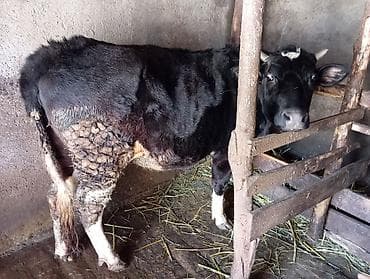 cins iney: Dişi, il: 2, Ətlik — 3