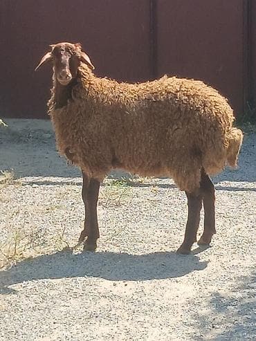 setteri it cinsi: 16 17 kilo eti var erkey — 3