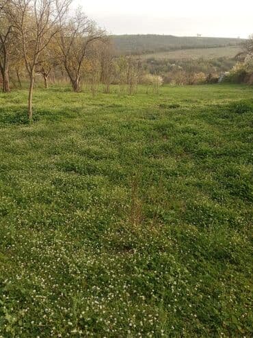 lokbatanda torpaq satilir 2022: 16 sot, Maklerlər narahat etməsin, Kupça (Çıxarış) — 7