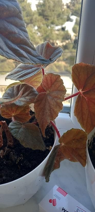 semeni sekli: Otaq gülləri – kolleksiya sortları - Impatiens (balsamin) – — 3