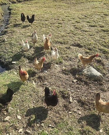 cuce satisi 2019: Salam Temiz Kend Toyuqlari Satilir Oz Heyvanlarimizdi, Yumurtalyan — 1