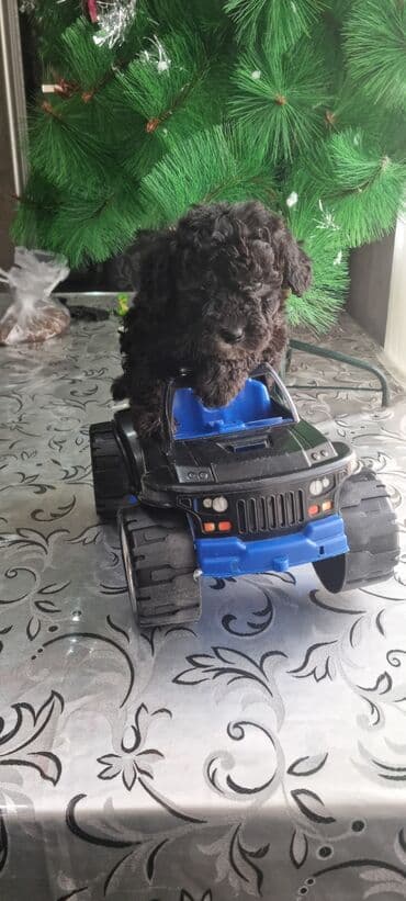 it balası satışı: Pudel, 1 ay, Erkek — 7