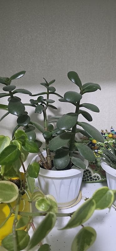 begonvil gulu: Ev gulleri satiram.Unvan kohne gunesli.Catdirilma metro — 8