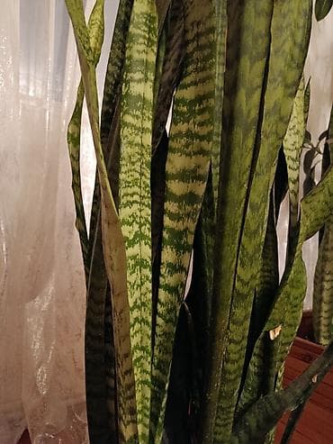 bezek bitkisi: Sanseverya (Qayın dili) otaq bitkisi - Hündürlük: 118 sm, sıx kolda — 3