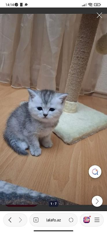 pişik pişik: Şotland yastı qulaq — 3