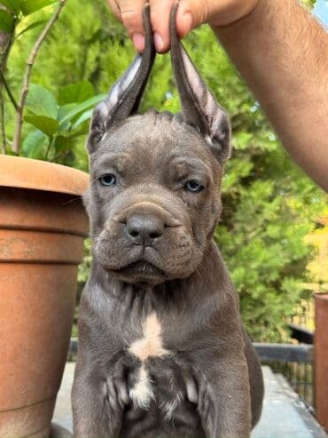 haski it adlari: Кане-корсо, 2 месяца, Самец, С родословной, Самовывоз — 7