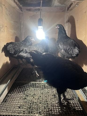 Куры: Курица, Для яиц — 4