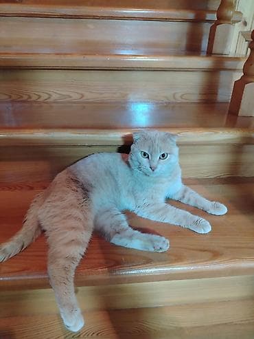 pişik pişik: Şotland yastı qulaq, Erkək, Ödənişli çatdırılma — 2