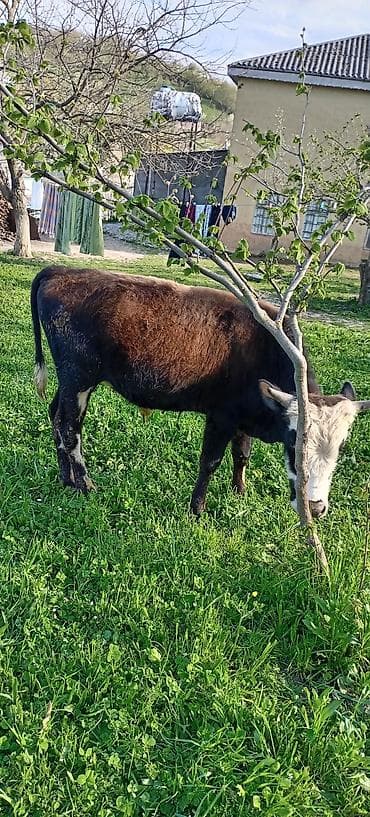 bakida cins ineklerin satisi: Tam sağlam erkey dana — 3