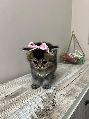 mingəcevir pişik: Britan — 4