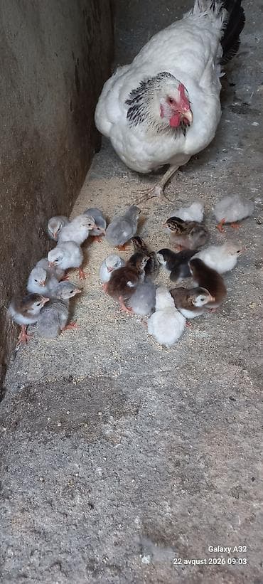 qaz cücəsi: Toyuq cücələri, Ətlik — 5