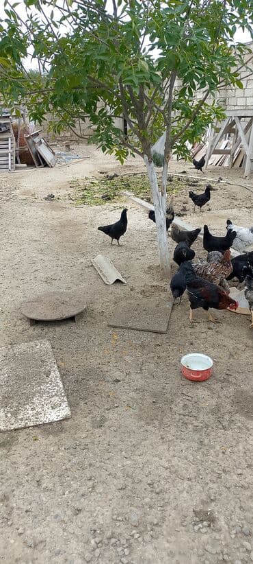 клетки для бойцовых петухов: Təsvir: - Xüsusi həyətdə saxlanılan ev toyuqları sürüsü. - Rəng — 1