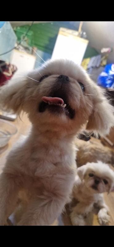 mini itler: Pekines, 11 ay, Peyvəndli — 4