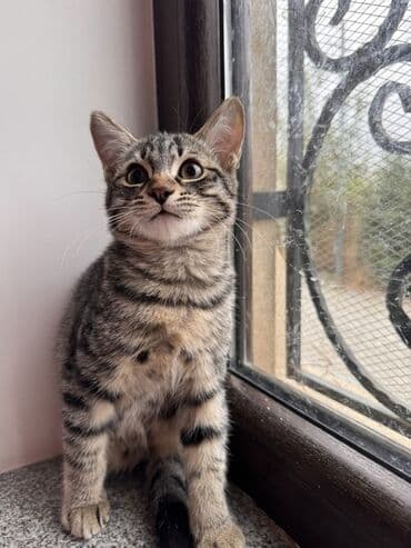 cins inekler: Yaxşı əllərə — 1