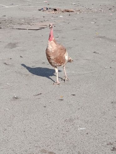 K/t heyvanları üçün mallar: Qiyməti razılaşma yolu ilə — 1