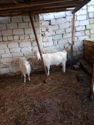 Другие животные: Cütü 630 manata keçiler satılır istəyən olsa yazsın video sun atım — 7