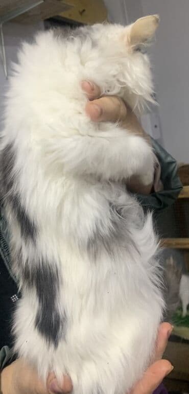 Pişiklər: Yaxşı əllərə — 6