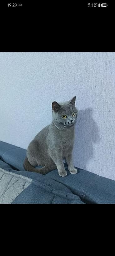 qara pisik sekilleri: Britan, Dişi — 4