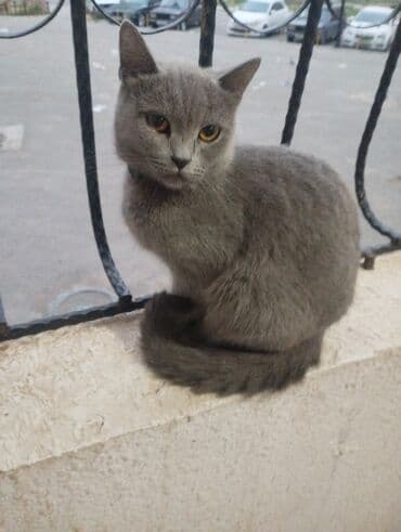 pişikler: Dişi, Yaxşı əllərə, Ünvandan götürmə — 3