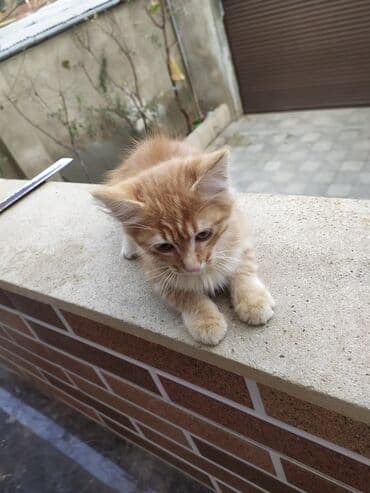 1 azn pişik: Tabbi — 1