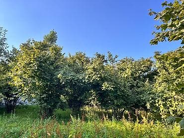 mingecevirde torpaq satisi: Torpaq sahəsi İsmayilli Rayonu Buynuz kəndində yerləşir. 10 sot — 3