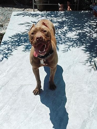 heyvanlar: Pitbul, 8 ay, Erkek, Ünvandan götürmə — 2