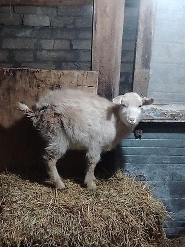 cin bildircin: Salam cuzi endirim olar hovsan qesebesi dedi 6 aylik dir sudlu ananın — 1