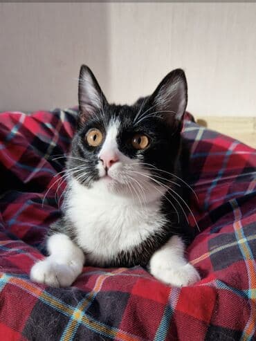 pisiye verilen adlar: Erkək, Yaxşı əllərə, Ünvandan götürmə — 2