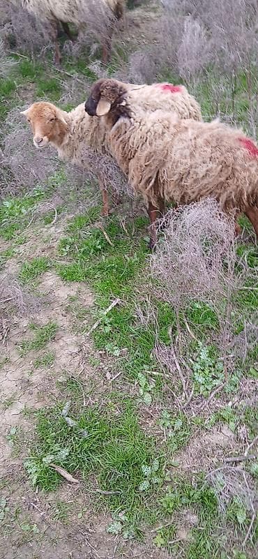Mal-qara – qoyunlar - Cins: yerli qarışıq (şabalıdı və qara başlı