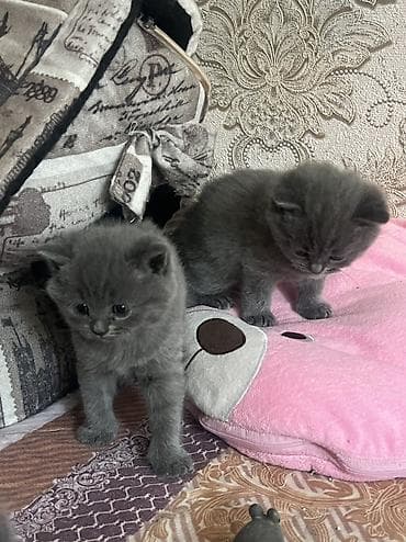 pişik satisi 2022: Britan, Erkək, Dişi, Yaxşı əllərə, Ünvandan götürmə — 4