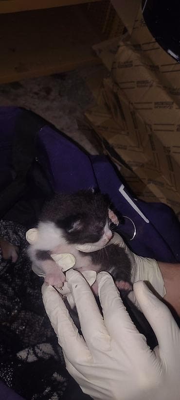 Yaxşı əllərə, Ünvandan götürmə lalafo.az -da Yaxşı əllərə, Ünvandan götürmə