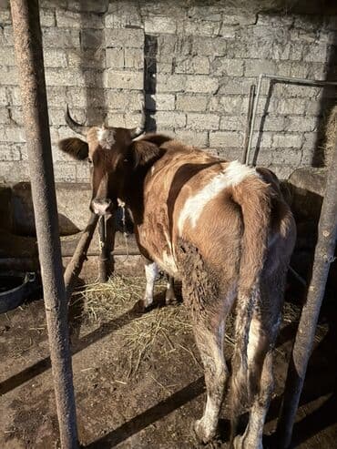 Digər heyvanlar: Süd və damazlıq üçün inək - Rəng: qəhvəyi-ağ alacalı - Buynuzlu, orta — 3