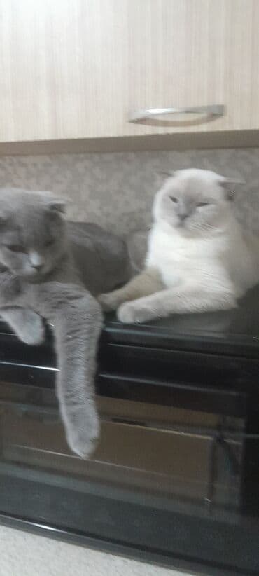 britain pişiyi: Şotland yastı qulaq — 1