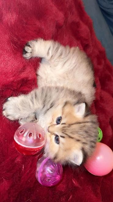 Şotland yastı qulaq — 1