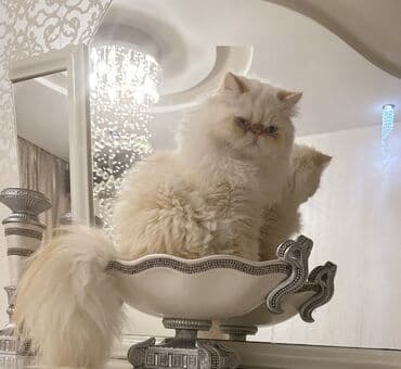 pişik balası: Fars, Erkək, Cütləşmə üçün — 1