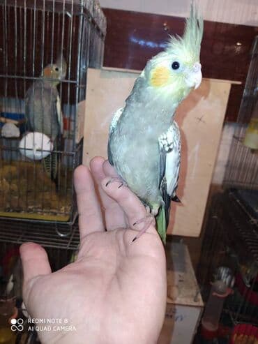 tutu guşu: Diqqet quslarin altinin ve yerinin temizliyine fikir verin — 10