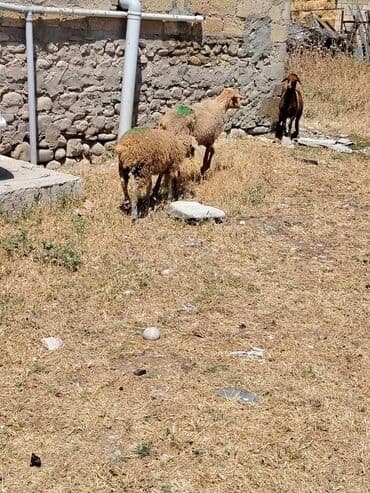 simmental inək cinsi: Самка, лет: 3, Для разведения, Самовывоз — 1