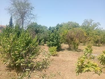 turkanda torpaq satılır: 10 sot, Tikinti, Mülkiyyətçi — 2