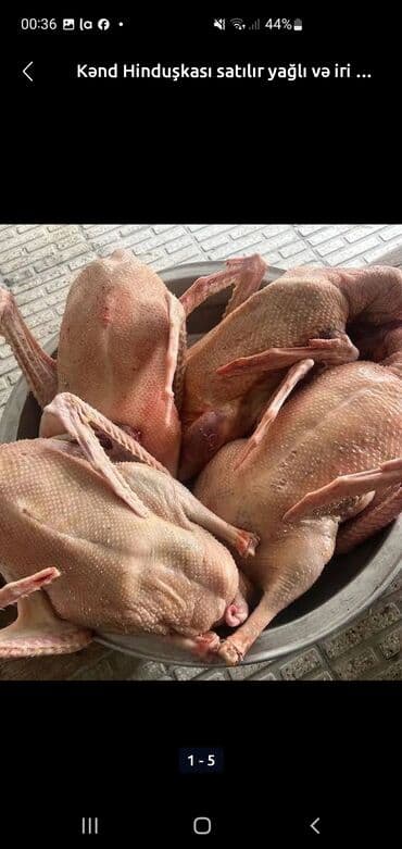 Akvariumlar: Kənd qazıı – iri çəkili və yağlı - Təbii şəraitdə bəslənmiş kənd — 2