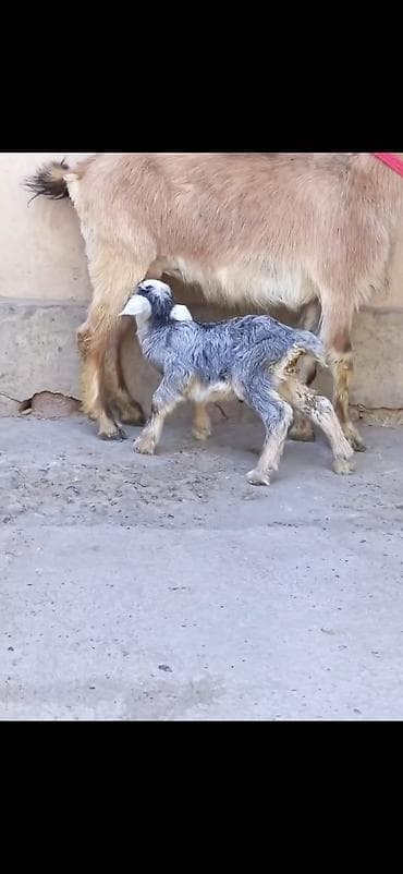 Satılır: Ana keçi balası ilə - Növ: Yerli keçi - Komplekt: Ana keçi + lalafo.az -da Satılır: Ana keçi balası ilə - Növ: Yerli keçi - Komplekt: Ana keçi +