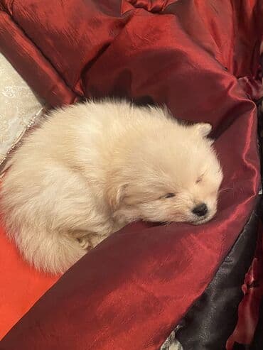 золотистый ретривер цена в баку: Шпиц, 2 месяца, Самец, Самовывоз, Бесплатная доставка — 1