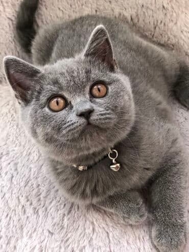 pişik şəkili: Şotland, Dişi, Erkək, Ünvandan götürmə — 18