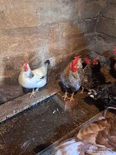 hazır yuva: Toyuq, Damazlıq — 2