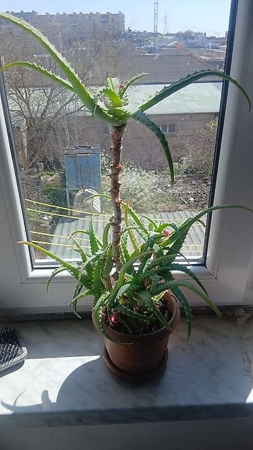 Sukulent – Aloe (aloe vera tipli) otaq bitkisi - Növ: Aloe/sukulent