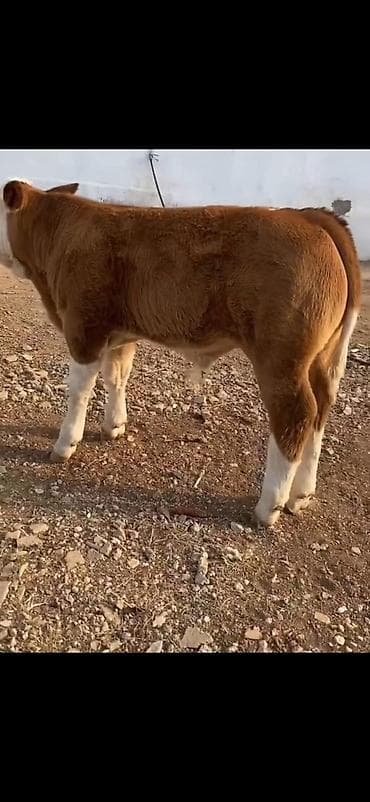 erkək inək: Məhsul: Qaramal – erkək dana - Cins tipajı: ətlik istiqamətli, iri — 3