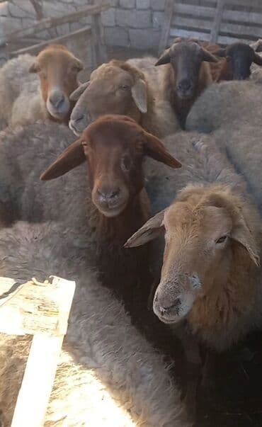 mal qoyun: Salam tam saglam 12 bogaz qoyunlar — 1
