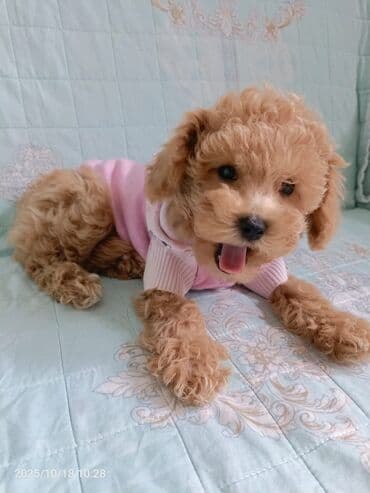 щенки купить: Пудель, 2 месяца, С прививками, Самовывоз — 2