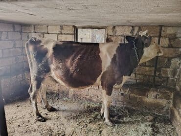 cins ineklerin satisi 2019: Самка, лет: 5, Для молока — 3