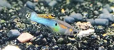 Gəmiricilər: Quppi, Sülhsevər, Pulsuz çatdırılma — 2